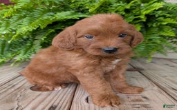 Mini Goldendoodle dogs for sale: Mini-wendy - Image 8