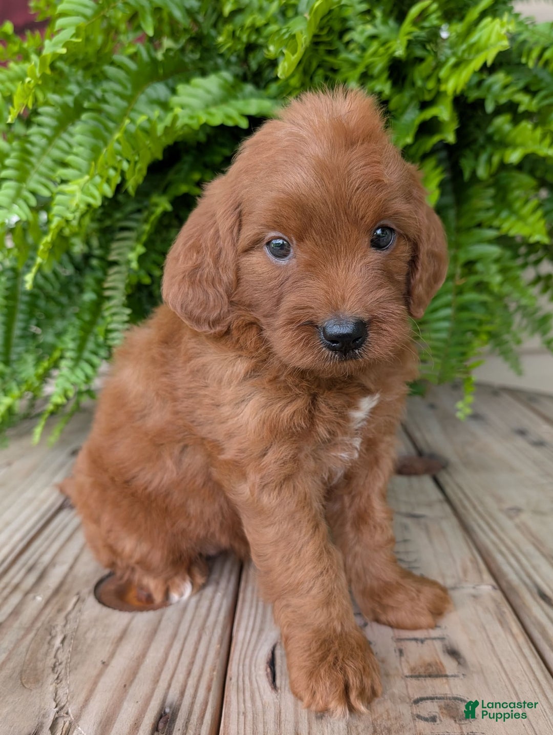 Mini Goldendoodle dogs for sale: Mini-wendy - Image 8