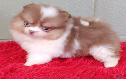 Pomeranian dogs for sale: Cindy - Image 6