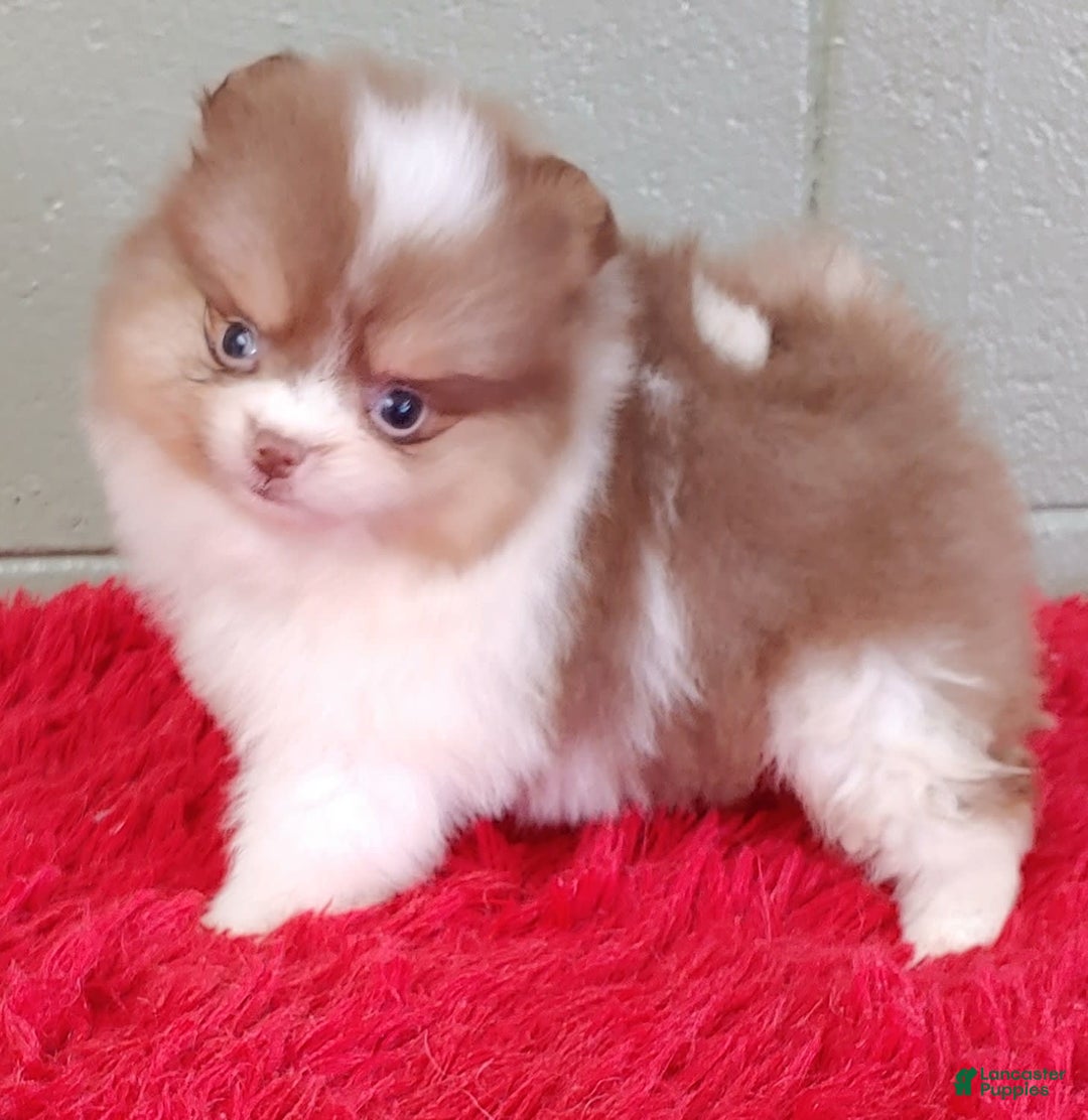 Pomeranian dogs for sale: Cindy - Image 6