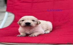 Golden Retriever dogs for sale: Golden Retriever 10 puppies - Image 4