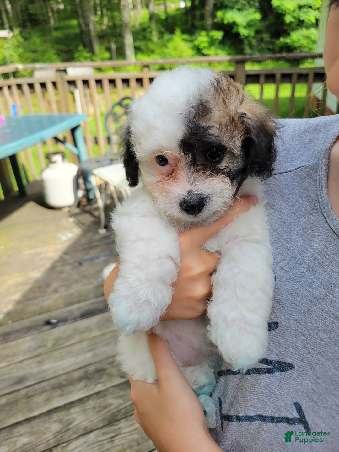 Bichpoo dogs for sale: Wanda - Image 9