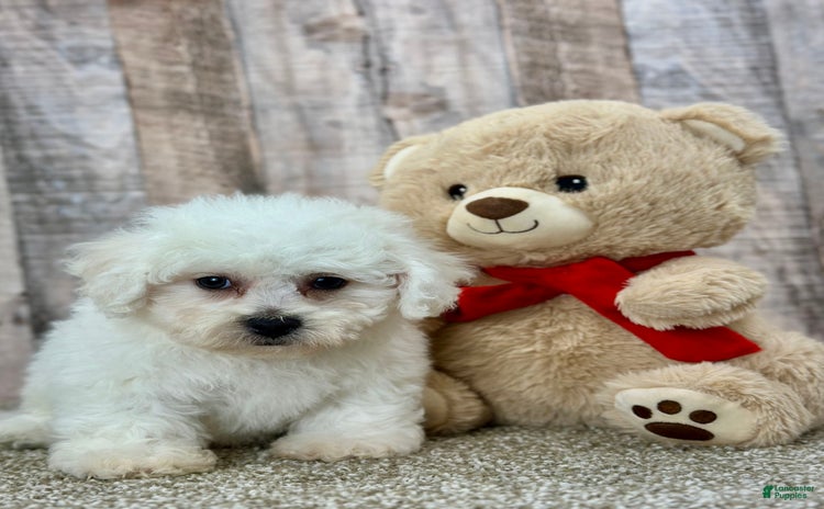 Bichon Frise dogs for sale - Ad 5
