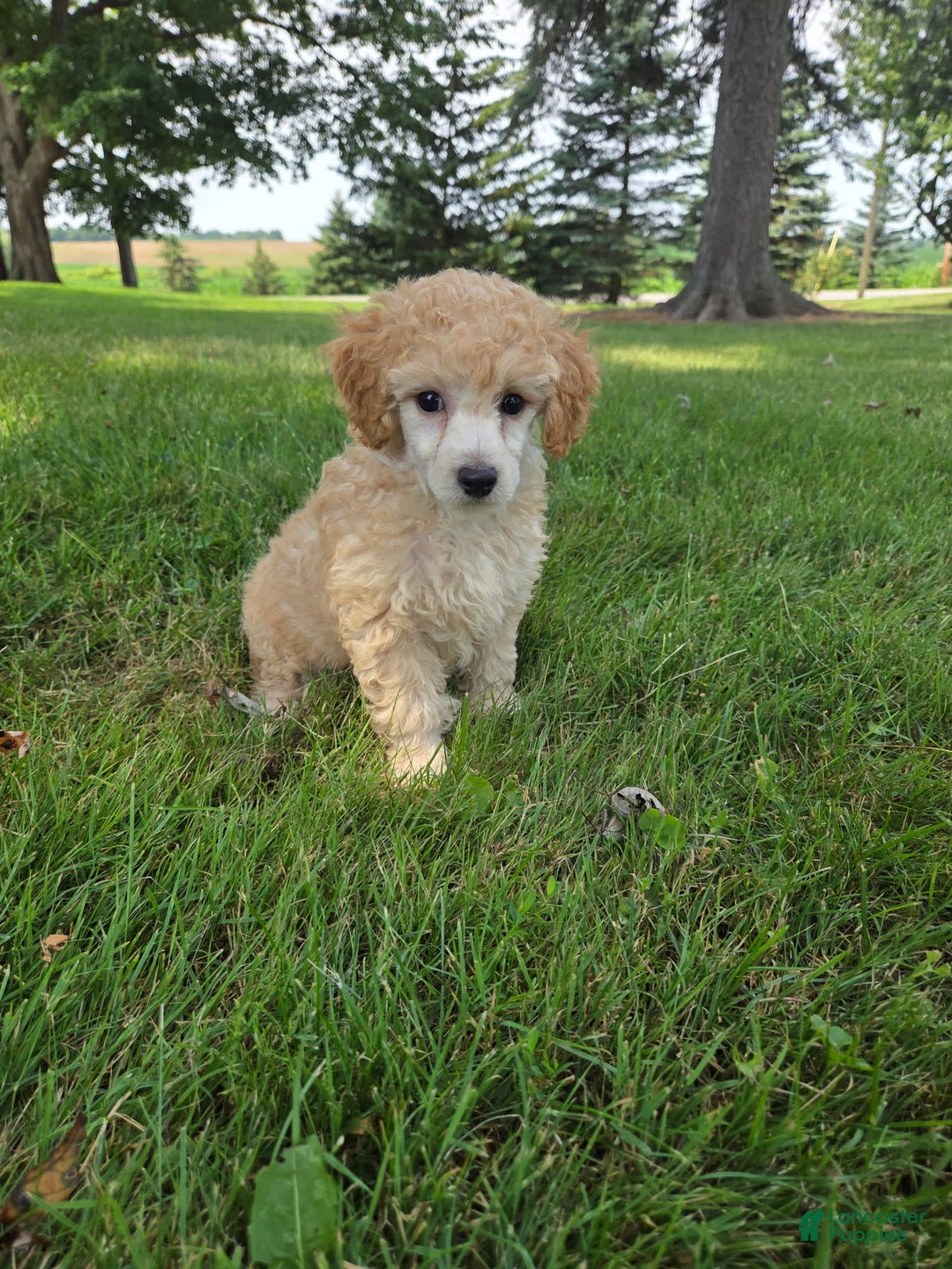 Yorkiepoo dogs for sale: Kipp - Image 1