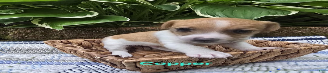 Copper