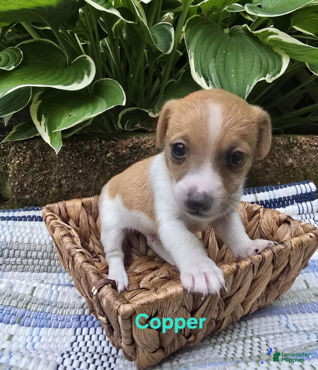 Jack Russell Terrier dogs for sale: Copper - Image 4