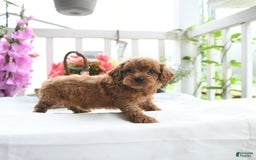 Toy Poodle dogs for sale: Vinny - Image 2