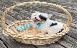 Yorkshire Terrier dogs for sale: Daniel - Image 23