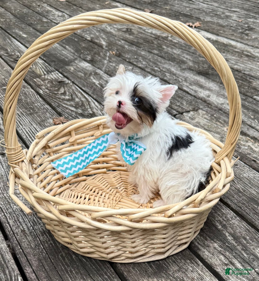Yorkshire Terrier dogs for sale: Daniel - Image 23