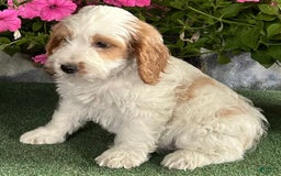 Cockapoo dogs for sale: Popsicle - Image 3