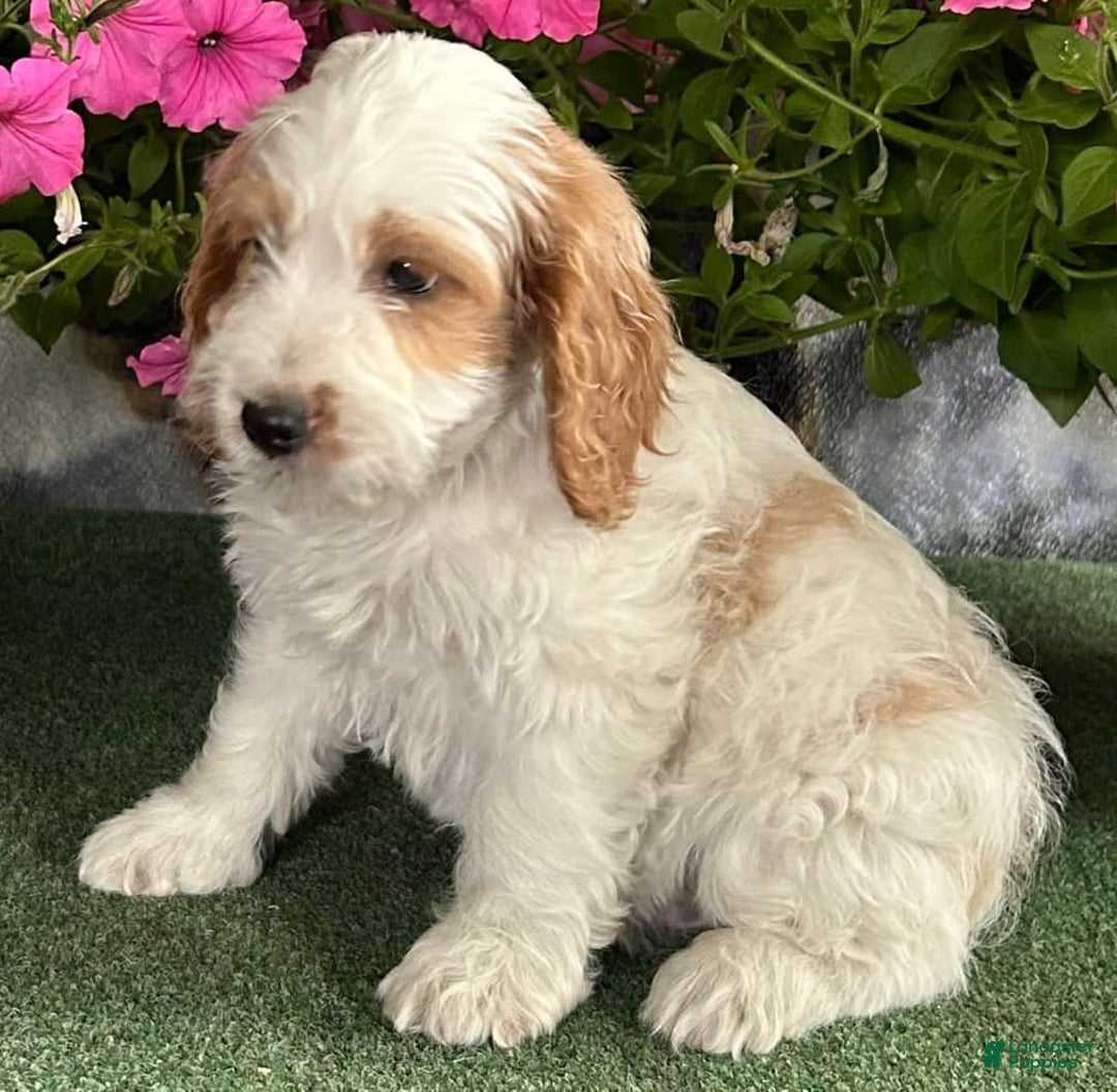 Cockapoo dogs for sale: Popsicle - Image 3