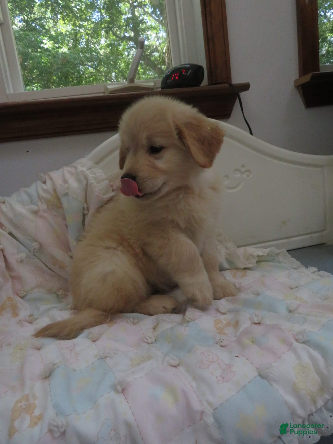 Golden Retriever dogs for sale: Erin - Image 30