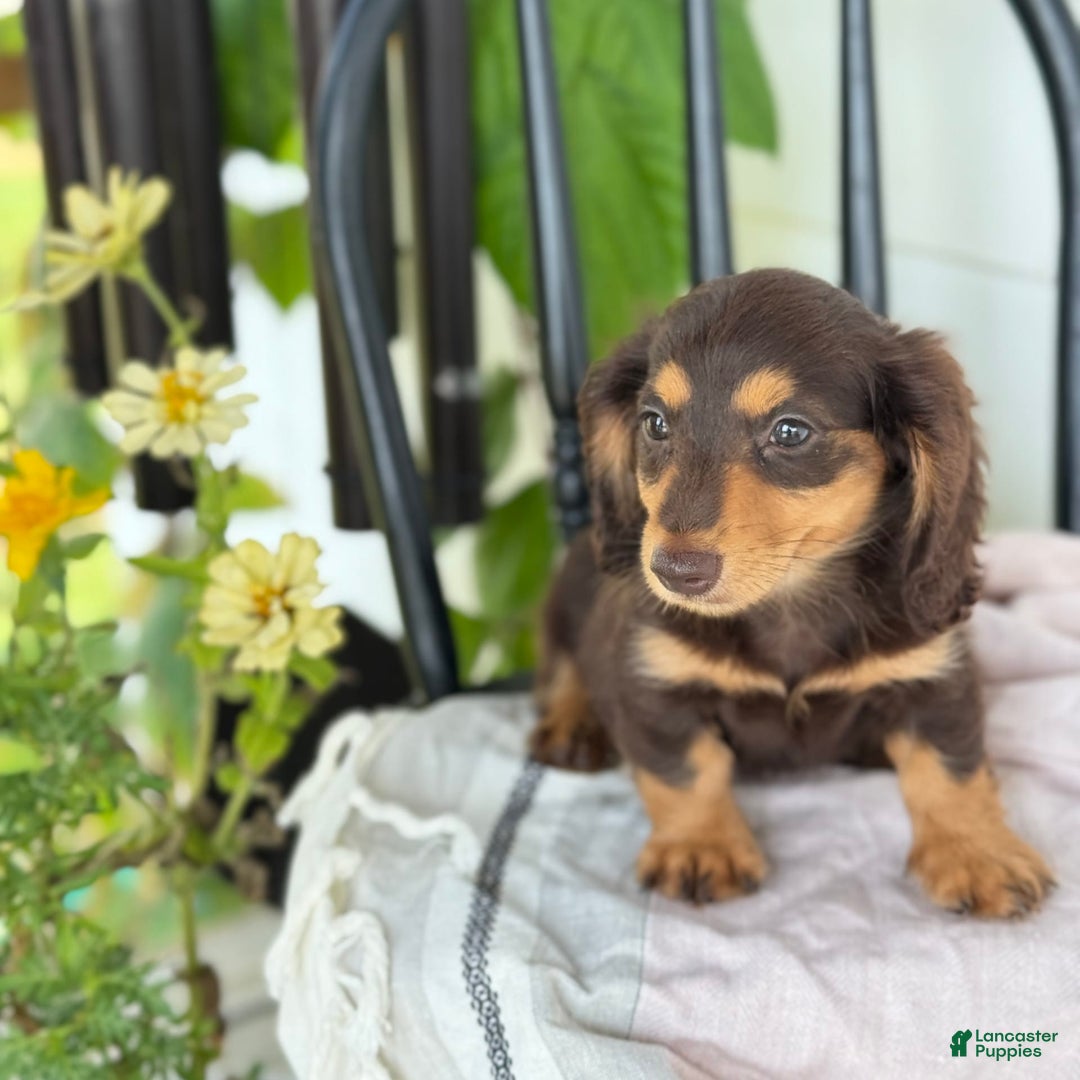 Miniature Dachshund dogs for sale: Miniature Dachshund 7 puppies - Image 22