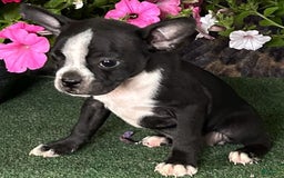 Boston Terrier dogs for sale: Dolly - Image 3