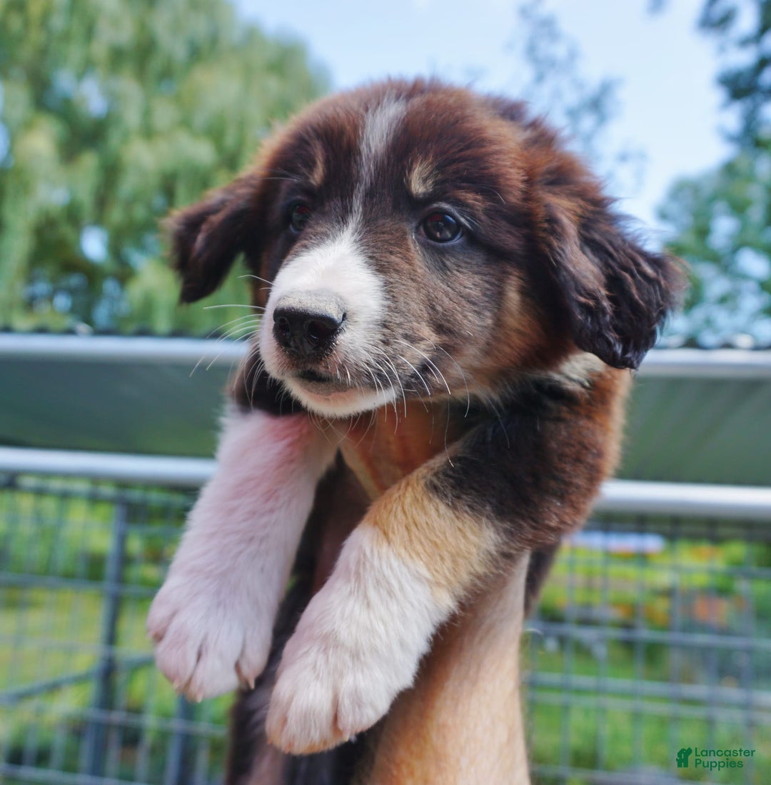 Border Collie dogs for sale: Aaron - Image 3