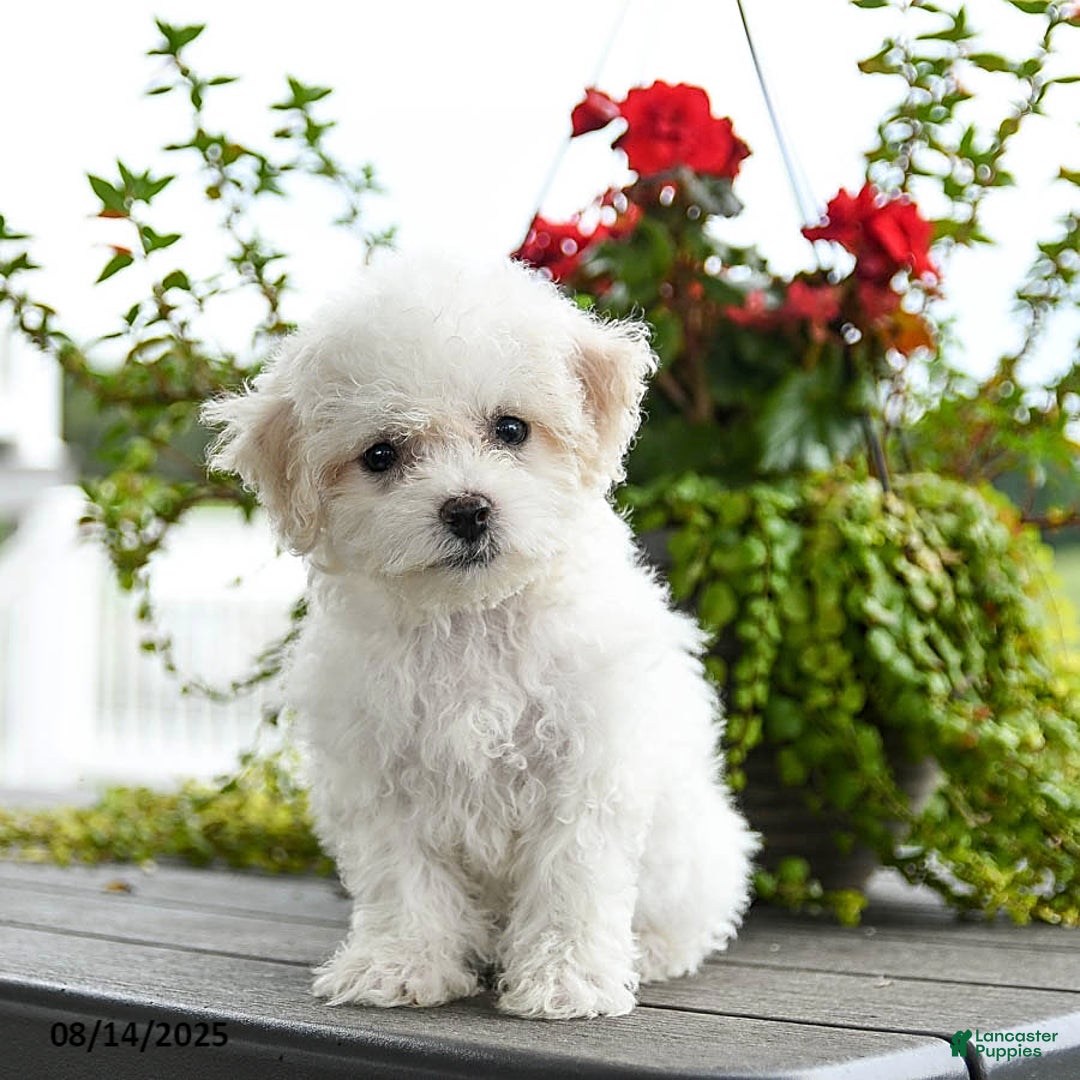 Bichon Frise dogs for sale: Peaches - Image 1