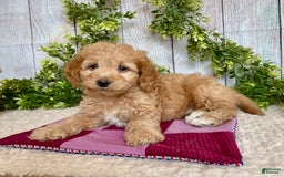 Doxiepoo dogs for sale: Debbie - Image 5