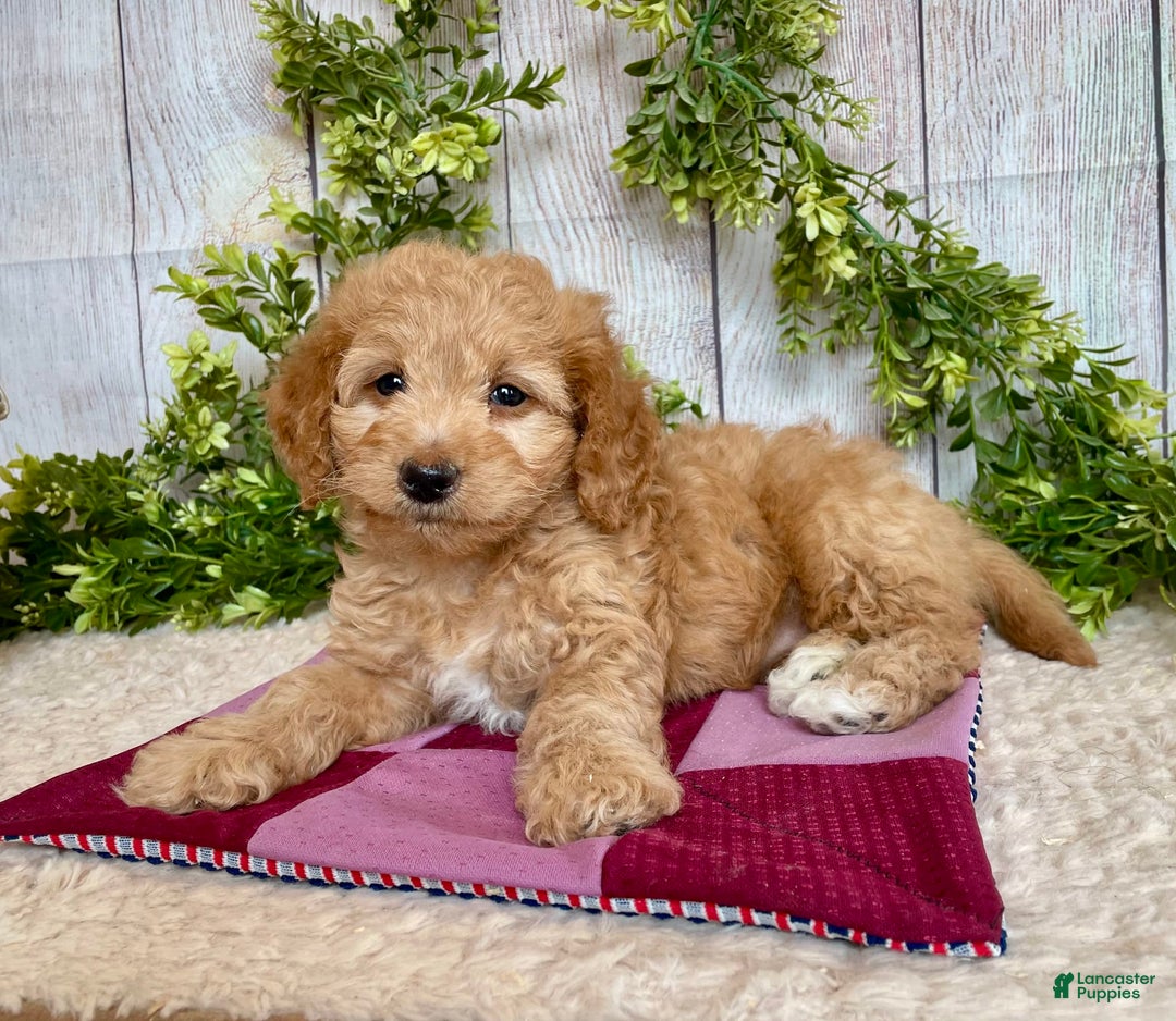 Doxiepoo dogs for sale: Debbie - Image 5