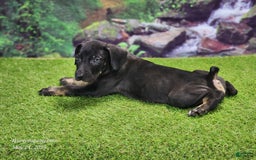 Catahoula Leopard Dog dogs for sale: Jesse 2025 Male 2 - Image 1