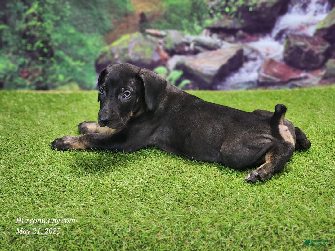 Catahoula Leopard Dog dogs for sale: Jesse 2025 Male 2 - Image 1
