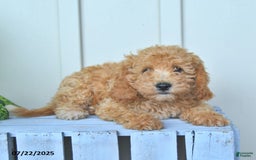 Mini Goldendoodle dogs for sale: Moxie - Image 7