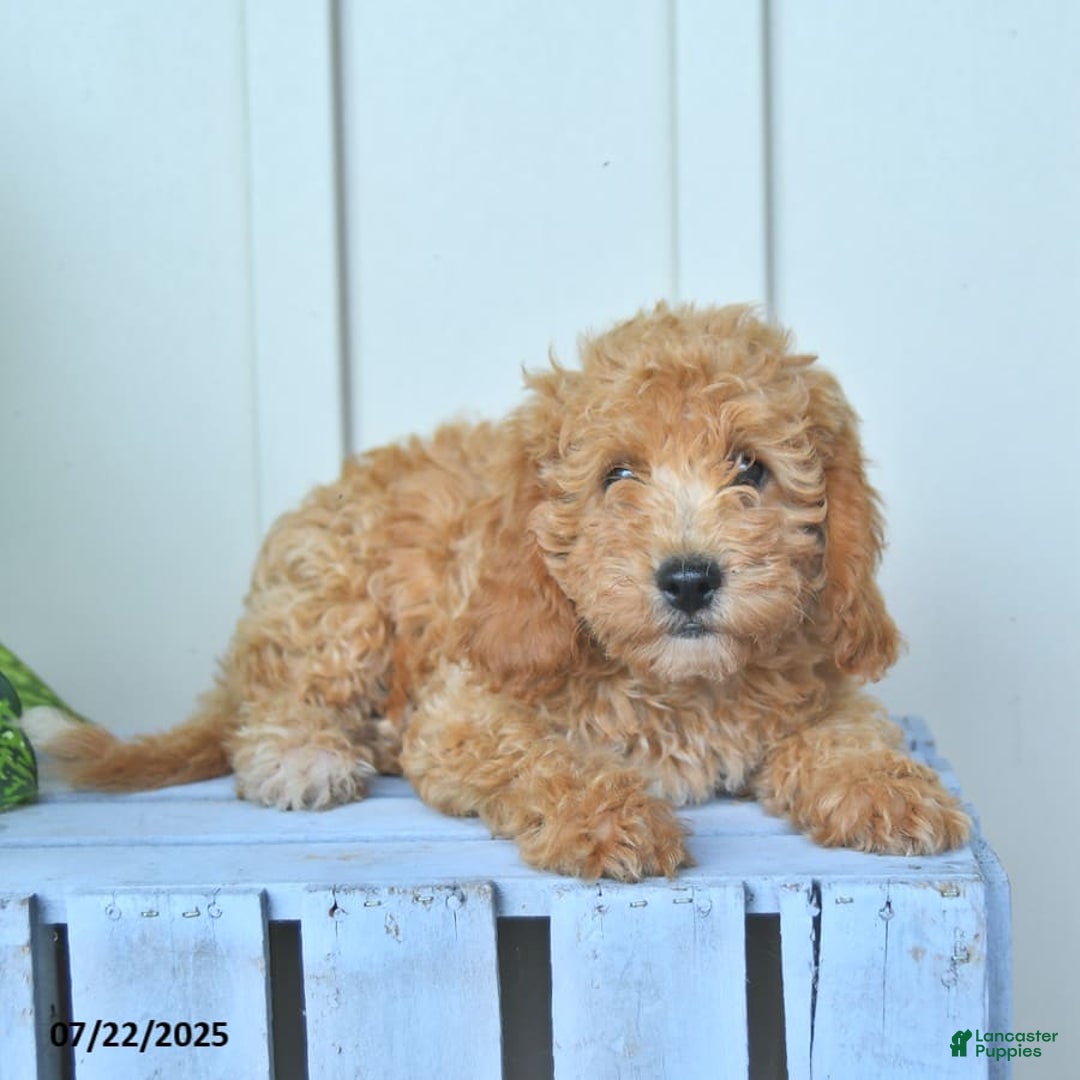 Mini Goldendoodle dogs for sale: Moxie - Image 7