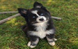 Pomsky dogs for sale: Nami - Image 10