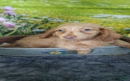 Miniature Dachshund dogs for sale: Pierce - Image 4