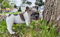 French Bulldog dogs for sale: Milton - Image 5