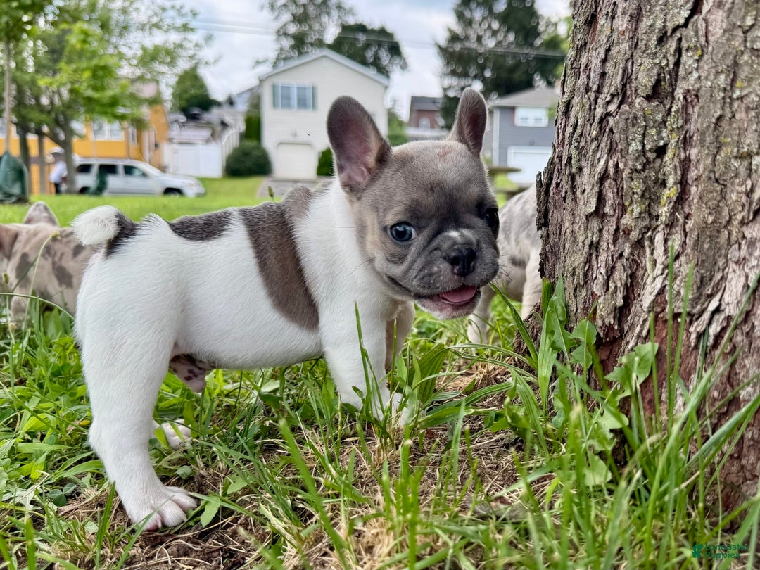 French Bulldog dogs for sale: Milton - Image 5