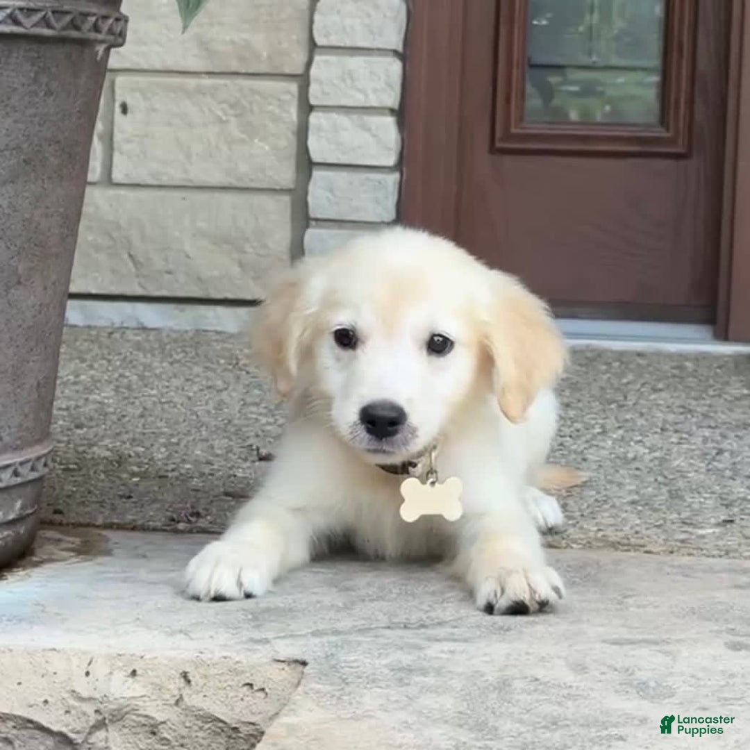Golden Retriever dogs for sale: Winston - Image 1