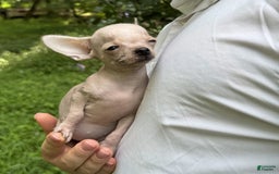 Chihuahua dogs for sale: Carinia - Image 15