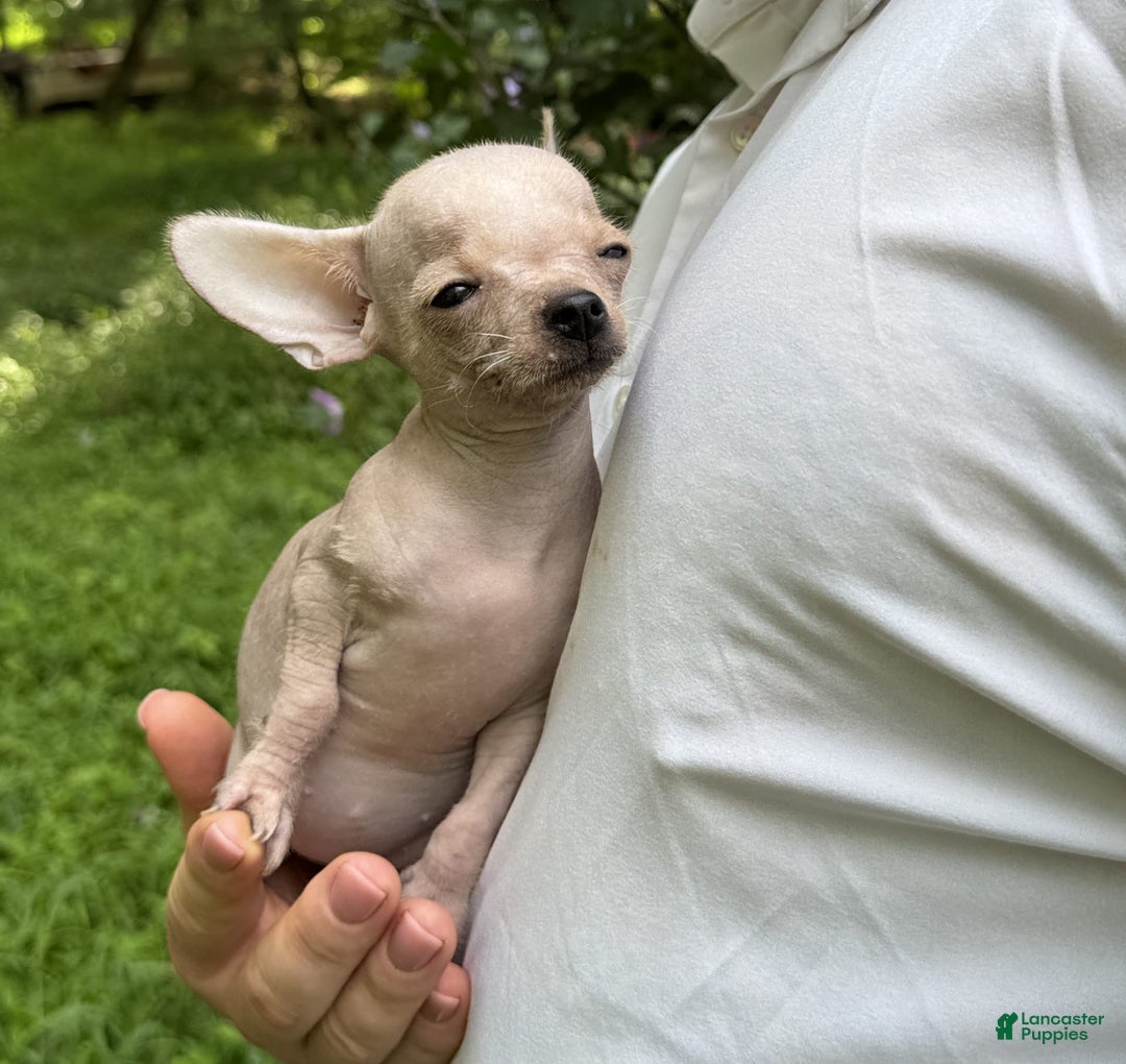 Chihuahua dogs for sale: Carinia - Image 15