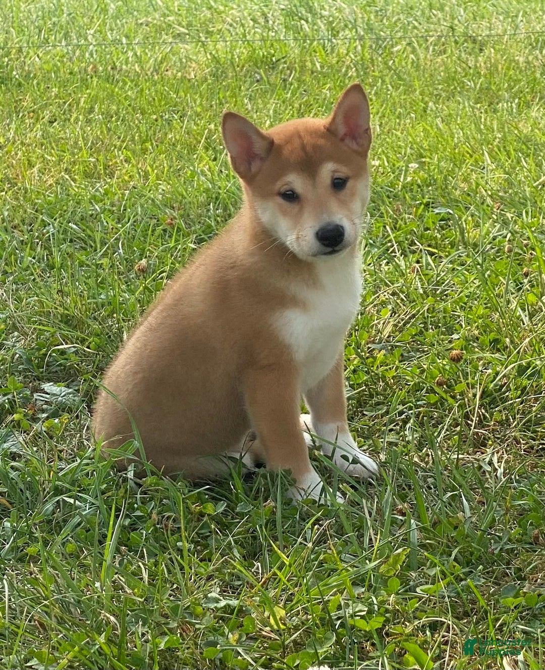 Shiba Inu dogs for sale: Isaiah - Image 1