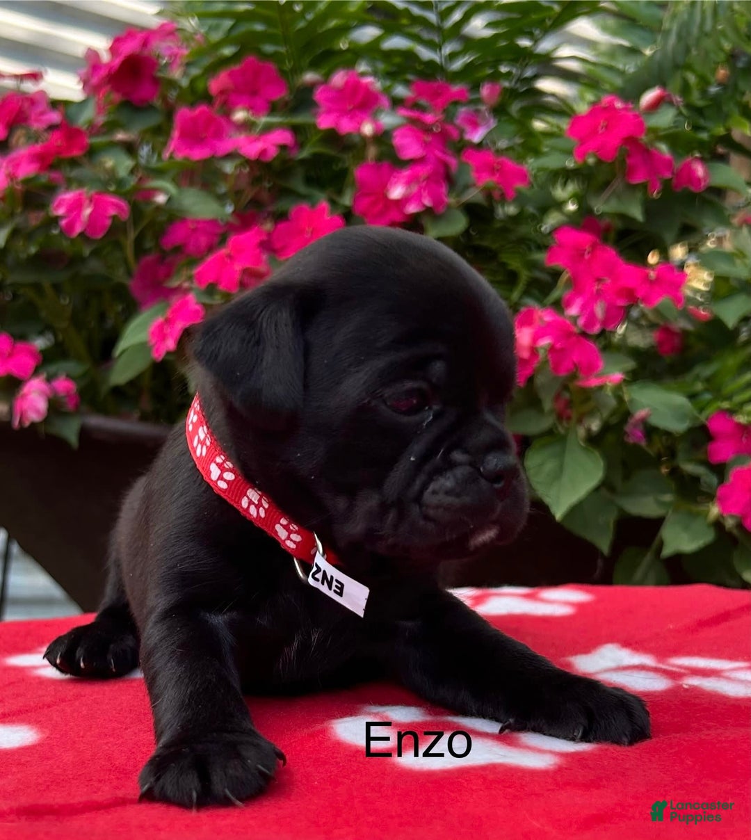 Puggle dogs for sale: Enzo - Image 1