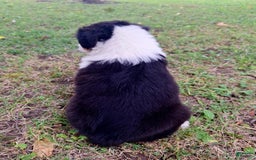 Australian Shepherd dogs for sale: Elliot - Image 5