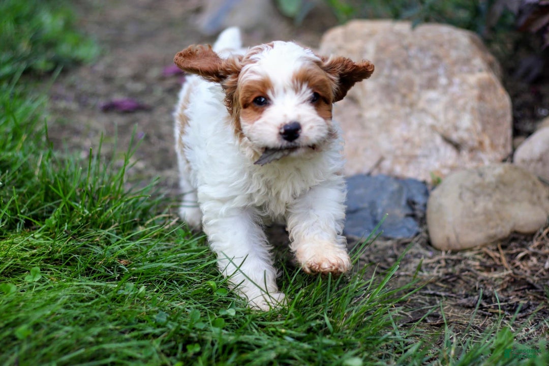 Cavapoo dogs for sale: Buster - Image 2
