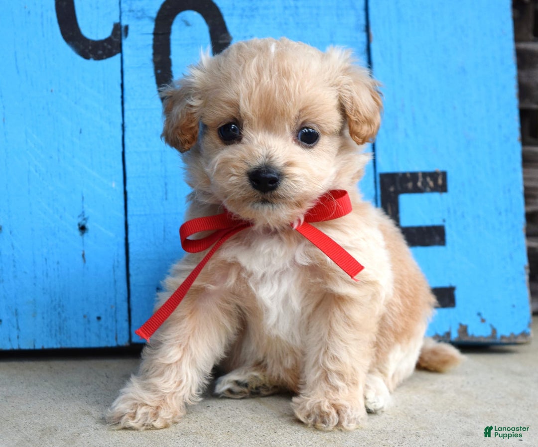 Maltipoo dogs for sale: Maverick - Image 2