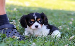 Cavalier King Charles Spaniel dogs for sale: Tucker - Image 6