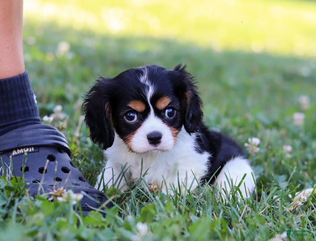Cavalier King Charles Spaniel dogs for sale: Tucker - Image 6