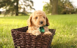 Mini Goldendoodle dogs for sale: Leo - Image 6