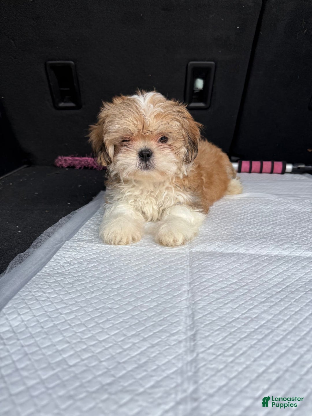 Shih Tzu dogs for sale: Brownie - Image 1