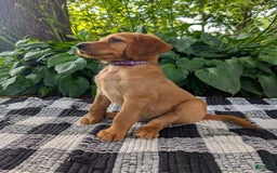 Irish Setter dogs for sale: Purple Collar - Image 1