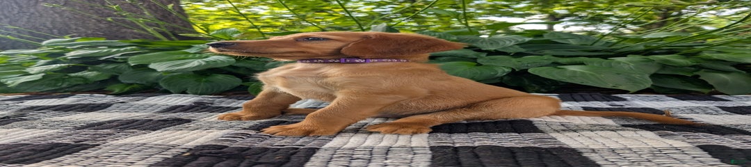 Purple Collar