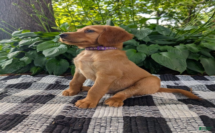 Irish Setter dogs for sale - Ad 2