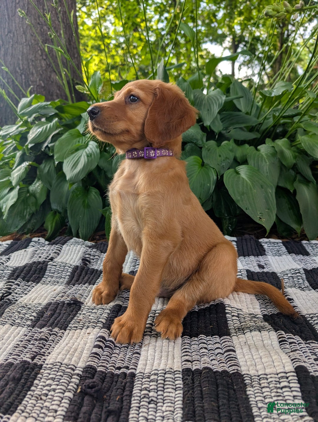 Irish Setter dogs for sale: Purple Collar - Image 1