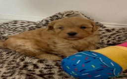 Maltipoo dogs for sale: Grey - Image 2
