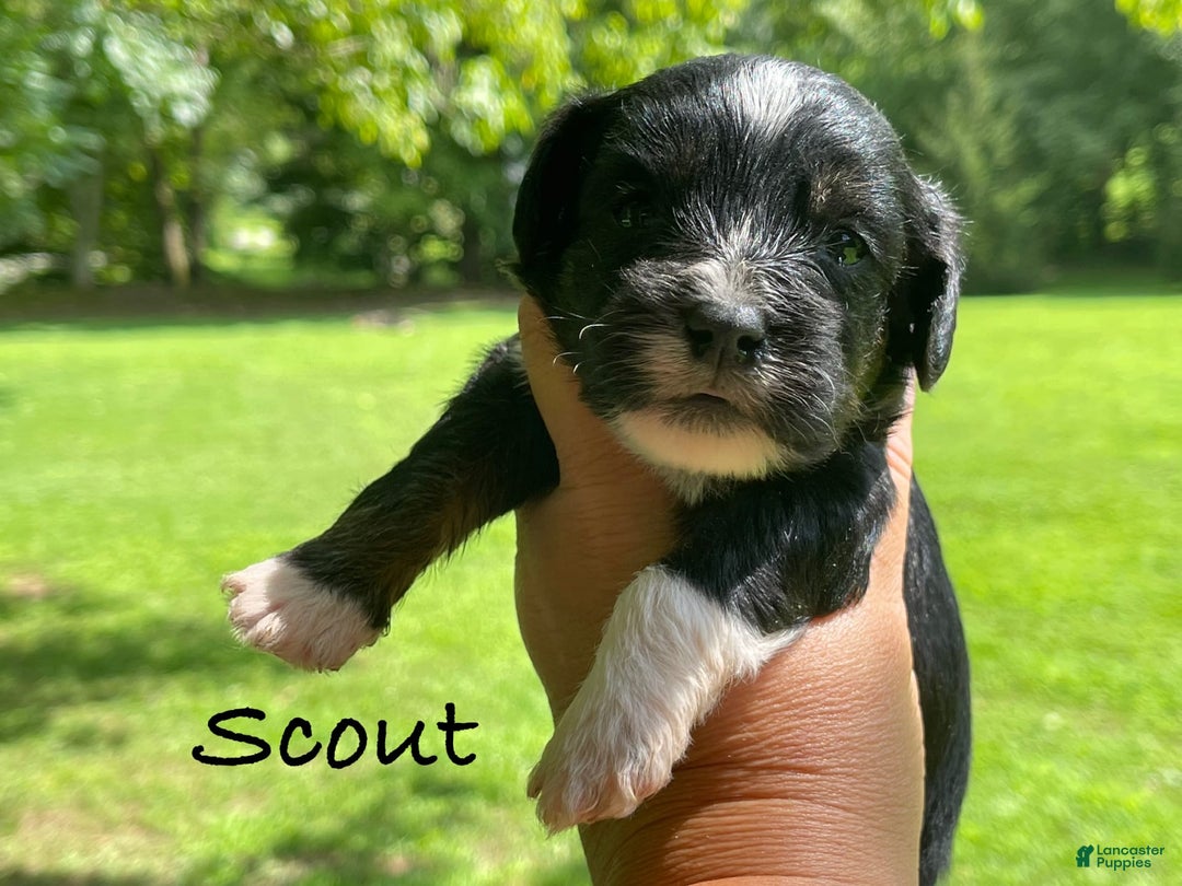Yorkiepoo dogs for sale: Scout - Image 2