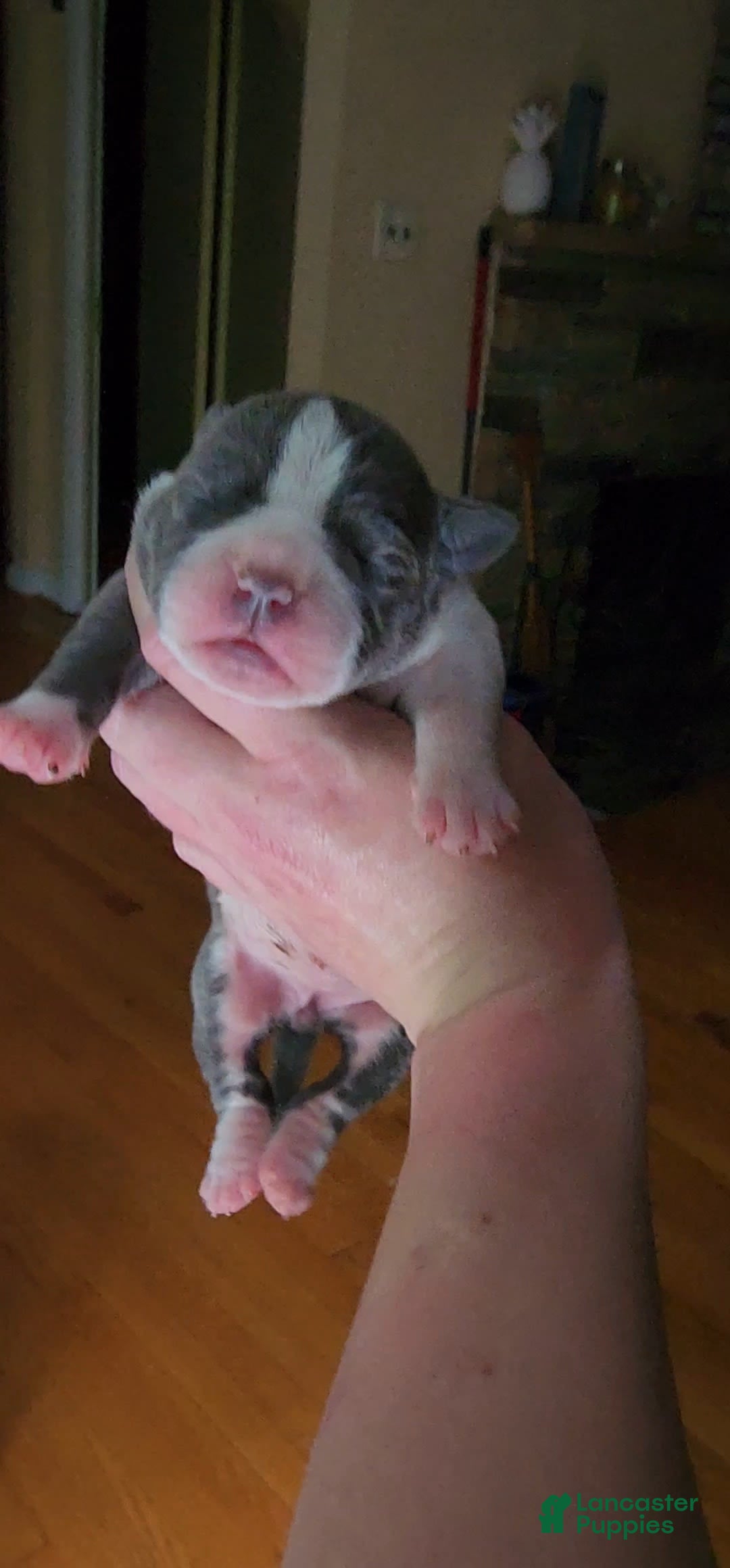 American Bully dogs for sale: Nova - Image 1
