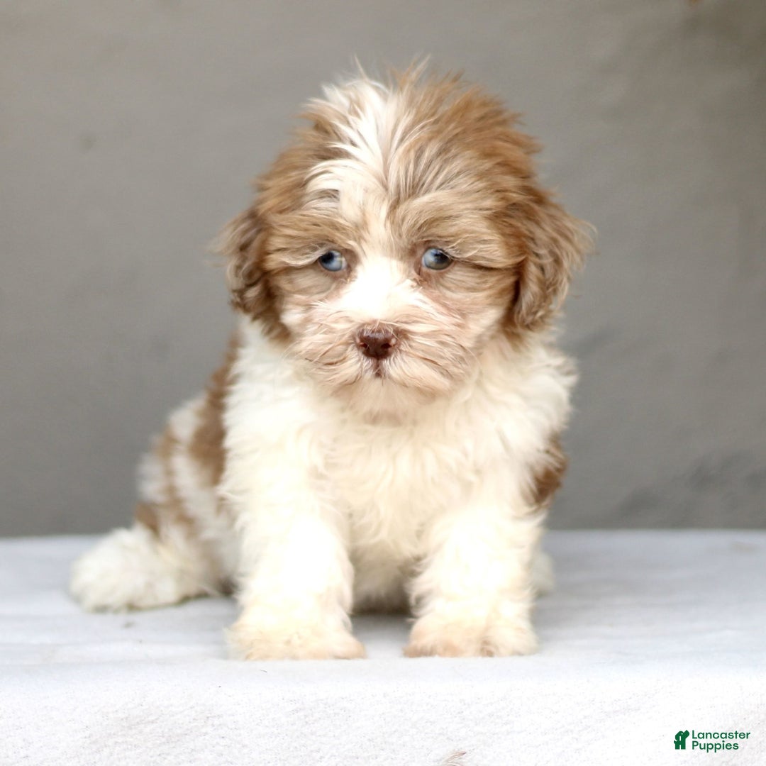Shihpoo dogs for sale: Debbie - Image 4